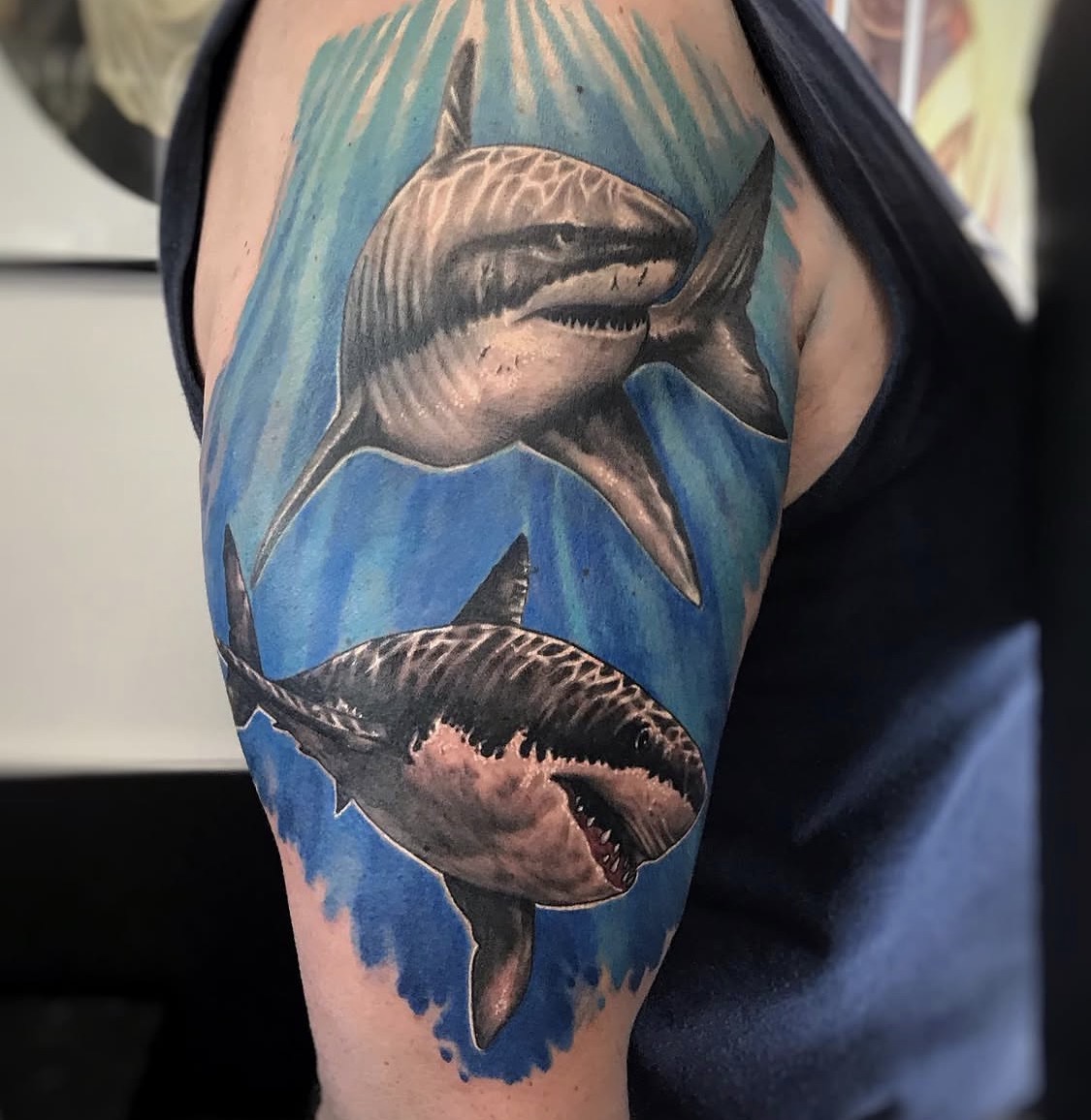 Deux requins blancs sur fond bleu, réalisme couleur — Fabricio Mello